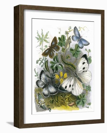 The Butterfly Vivarium-English-Framed Giclee Print