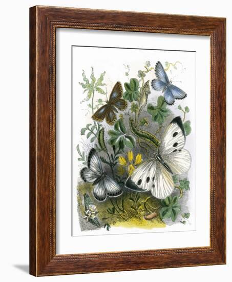 The Butterfly Vivarium-English-Framed Giclee Print