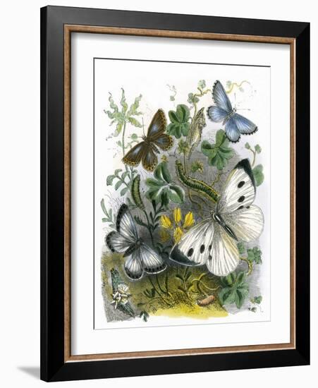 The Butterfly Vivarium-English-Framed Giclee Print