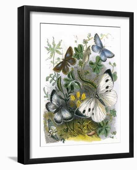 The Butterfly Vivarium-English-Framed Giclee Print