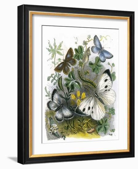 The Butterfly Vivarium-English-Framed Giclee Print