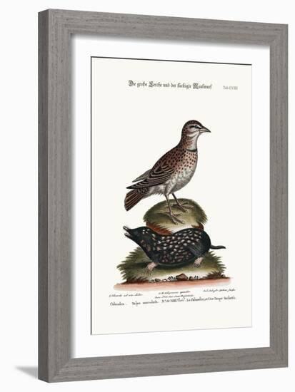 The Calandra, and the Spotted Mole, 1749-73-George Edwards-Framed Giclee Print