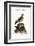 The Calandra, and the Spotted Mole, 1749-73-George Edwards-Framed Giclee Print