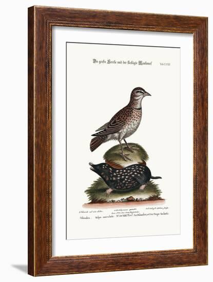 The Calandra, and the Spotted Mole, 1749-73-George Edwards-Framed Giclee Print