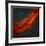 The California Nebula-Stocktrek Images-Framed Photographic Print