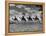 The Camel Corps of the King's African Rifles, October 1945-null-Framed Premier Image Canvas