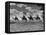 The Camel Corps of the King's African Rifles, October 1945-null-Framed Premier Image Canvas