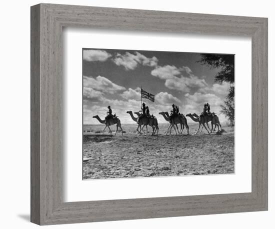 The Camel Corps of the King's African Rifles, October 1945-null-Framed Photographic Print