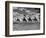 The Camel Corps of the King's African Rifles, October 1945-null-Framed Photographic Print