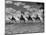 The Camel Corps of the King's African Rifles, October 1945-null-Mounted Photographic Print