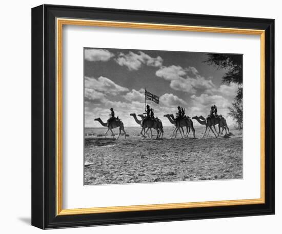 The Camel Corps of the King's African Rifles, October 1945-null-Framed Photographic Print