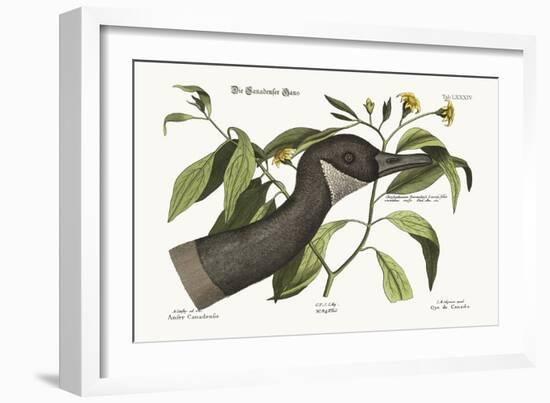 The Canada Goose, 1749-73-Mark Catesby-Framed Giclee Print