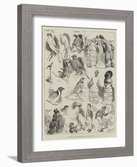 The Canary and Cage-Bird Show at the Crystal Palace-Alfred Courbould-Framed Giclee Print