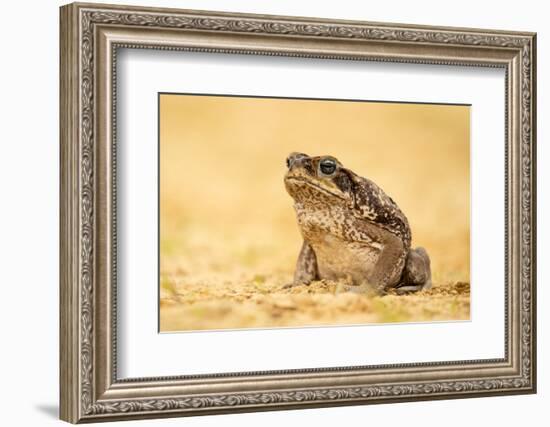 The Cane Toad (Rhinella Marina), also known as the Giant Neotropical Toad or Marine Toad, is a Larg-Milan Zygmunt-Framed Photographic Print