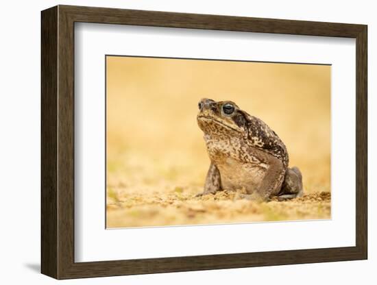 The Cane Toad (Rhinella Marina), also known as the Giant Neotropical Toad or Marine Toad, is a Larg-Milan Zygmunt-Framed Photographic Print