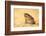 The Cane Toad (Rhinella Marina), also known as the Giant Neotropical Toad or Marine Toad, is a Larg-Milan Zygmunt-Framed Photographic Print