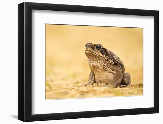 The Cane Toad (Rhinella Marina), also known as the Giant Neotropical Toad or Marine Toad, is a Larg-Milan Zygmunt-Framed Photographic Print