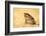 The Cane Toad (Rhinella Marina), also known as the Giant Neotropical Toad or Marine Toad, is a Larg-Milan Zygmunt-Framed Photographic Print