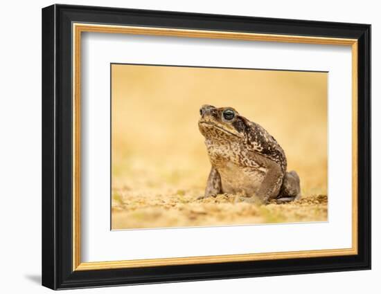 The Cane Toad (Rhinella Marina), also known as the Giant Neotropical Toad or Marine Toad, is a Larg-Milan Zygmunt-Framed Photographic Print