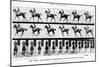 The Canter: One Stride Photographer Synchronously from Two Points of View, 1887, Illustration…-Eadweard Muybridge-Mounted Photographic Print