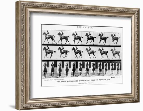 The Canter: One Stride Photographer Synchronously from Two Points of View, 1887, Illustration…-Eadweard Muybridge-Framed Photographic Print