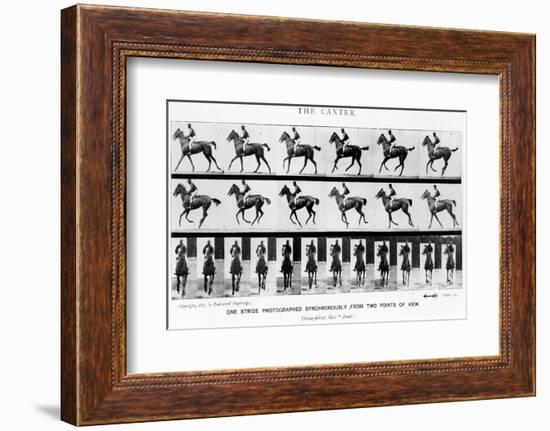 The Canter: One Stride Photographer Synchronously from Two Points of View, 1887, Illustration…-Eadweard Muybridge-Framed Photographic Print