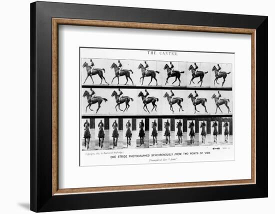 The Canter: One Stride Photographer Synchronously from Two Points of View, 1887, Illustration…-Eadweard Muybridge-Framed Photographic Print