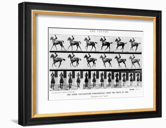 The Canter: One Stride Photographer Synchronously from Two Points of View, 1887, Illustration…-Eadweard Muybridge-Framed Photographic Print