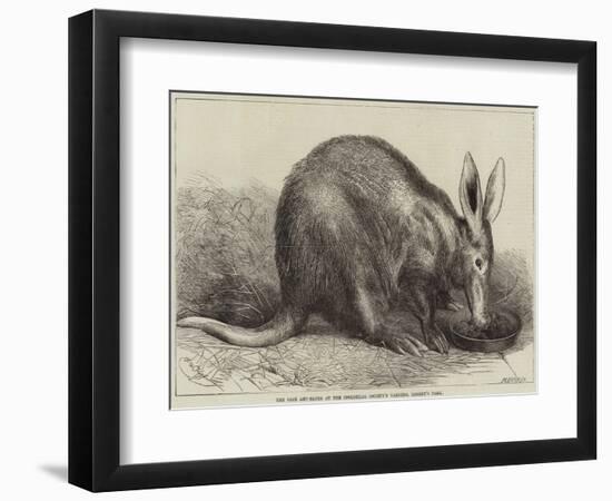 The Cape Ant-Eater at the Zoological Society's Gardens, Regent's Park-null-Framed Giclee Print