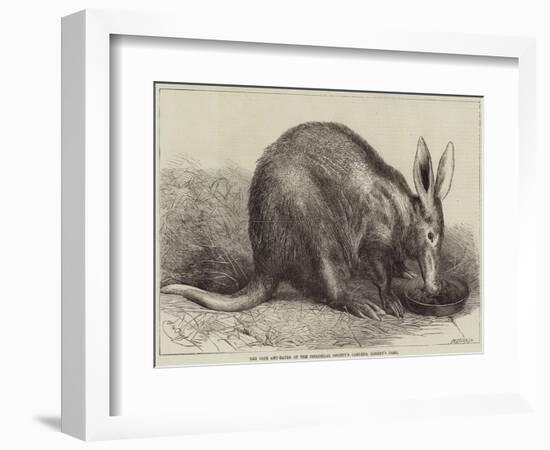 The Cape Ant-Eater at the Zoological Society's Gardens, Regent's Park-null-Framed Giclee Print