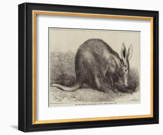 The Cape Ant-Eater at the Zoological Society's Gardens, Regent's Park-null-Framed Giclee Print