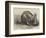 The Cape Ant-Eater at the Zoological Society's Gardens, Regent's Park-null-Framed Giclee Print