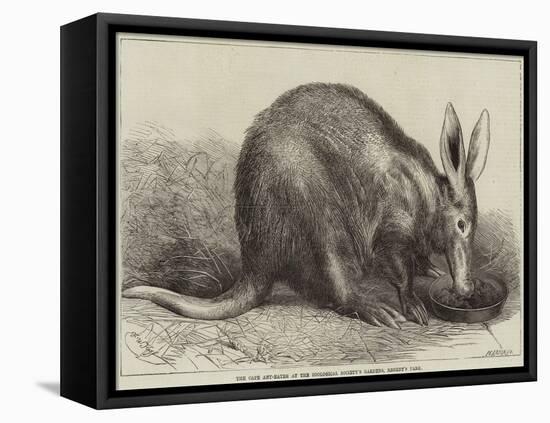 The Cape Ant-Eater at the Zoological Society's Gardens, Regent's Park-null-Framed Premier Image Canvas