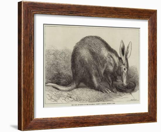 The Cape Ant-Eater at the Zoological Society's Gardens, Regent's Park-null-Framed Giclee Print