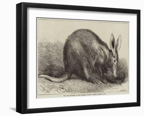 The Cape Ant-Eater at the Zoological Society's Gardens, Regent's Park-null-Framed Giclee Print