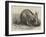 The Cape Ant-Eater at the Zoological Society's Gardens, Regent's Park-null-Framed Giclee Print