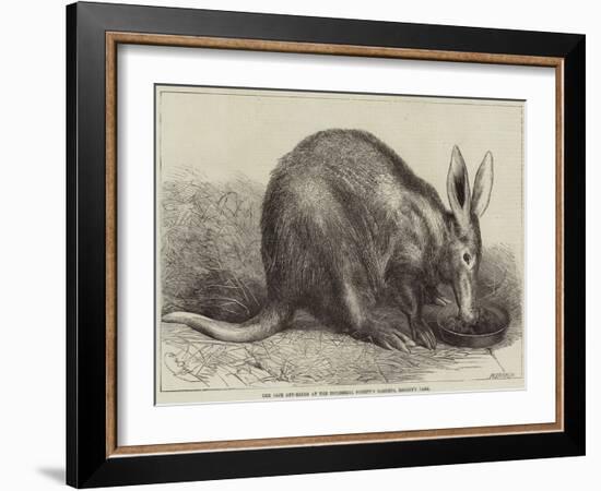 The Cape Ant-Eater at the Zoological Society's Gardens, Regent's Park-null-Framed Giclee Print