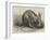 The Cape Ant-Eater at the Zoological Society's Gardens, Regent's Park-null-Framed Giclee Print