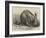 The Cape Ant-Eater at the Zoological Society's Gardens, Regent's Park-null-Framed Giclee Print