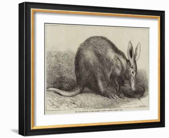 The Cape Ant-Eater at the Zoological Society's Gardens, Regent's Park-null-Framed Giclee Print