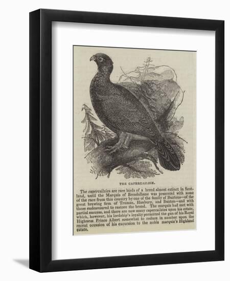 The Capercailzie-null-Framed Giclee Print