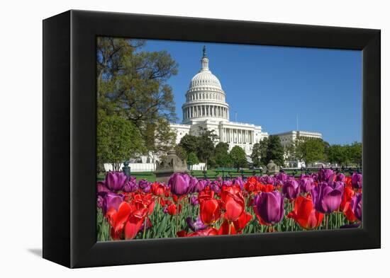 The Capitol with Colorful Tulips Foreground in Spring - Washington Dc, United States of America-Orhan-Framed Premier Image Canvas