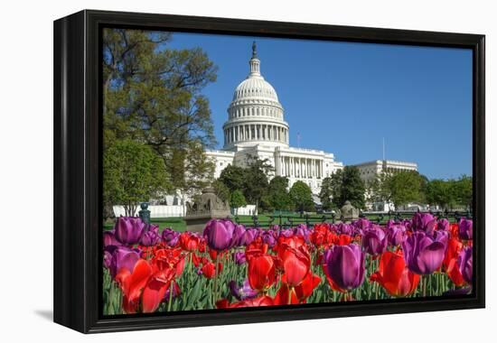 The Capitol with Colorful Tulips Foreground in Spring - Washington Dc, United States of America-Orhan-Framed Premier Image Canvas