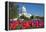 The Capitol with Colorful Tulips Foreground in Spring - Washington Dc, United States of America-Orhan-Framed Premier Image Canvas