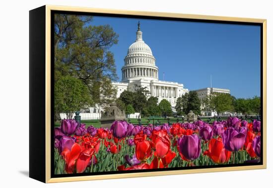 The Capitol with Colorful Tulips Foreground in Spring - Washington Dc, United States of America-Orhan-Framed Premier Image Canvas