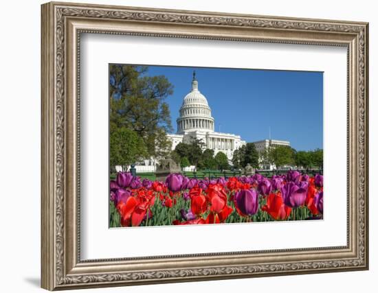 The Capitol with Colorful Tulips Foreground in Spring - Washington Dc, United States of America-Orhan-Framed Photographic Print