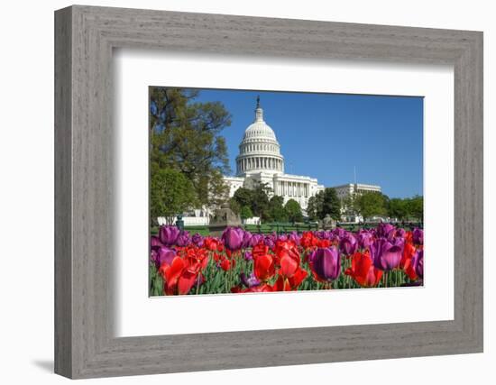 The Capitol with Colorful Tulips Foreground in Spring - Washington Dc, United States of America-Orhan-Framed Photographic Print