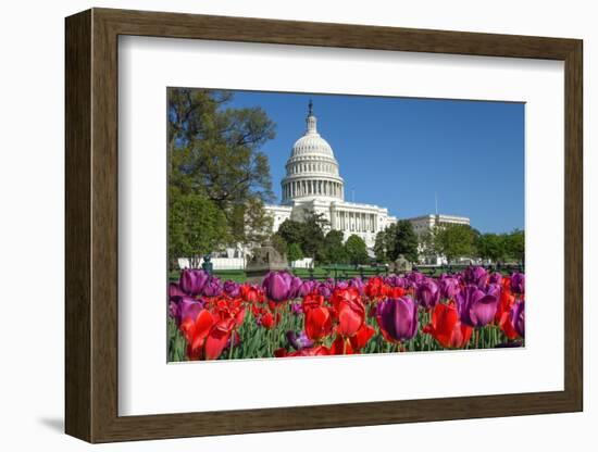 The Capitol with Colorful Tulips Foreground in Spring - Washington Dc, United States of America-Orhan-Framed Photographic Print