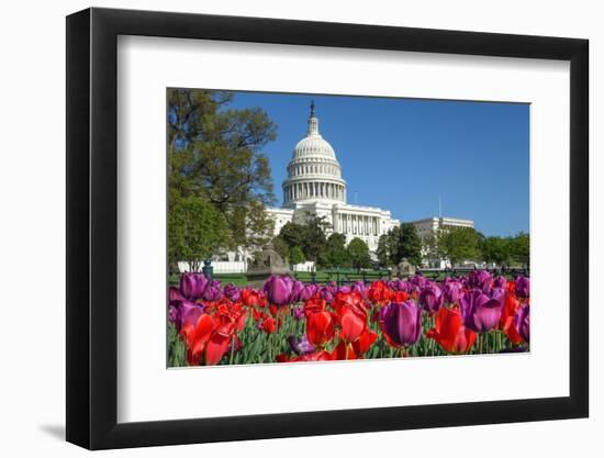 The Capitol with Colorful Tulips Foreground in Spring - Washington Dc, United States of America-Orhan-Framed Photographic Print