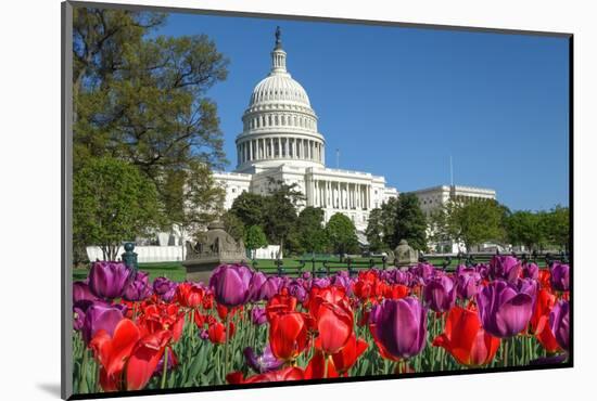 The Capitol with Colorful Tulips Foreground in Spring - Washington Dc, United States of America-Orhan-Mounted Photographic Print